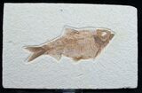 Fat Knightia Fossil Fish - Wyoming #7600-1